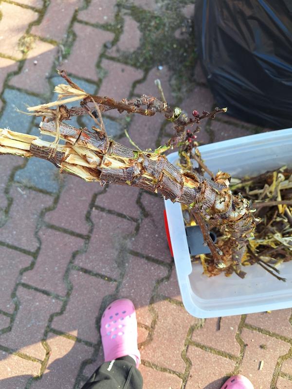 Revisione aperta modale 3 su 4