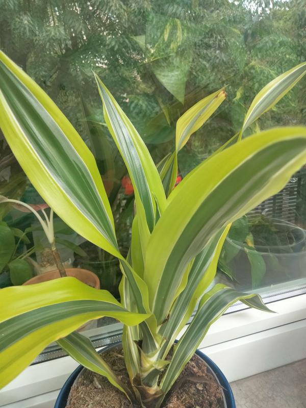 Dracena wonna mix 50 cm - Leroy Merlin