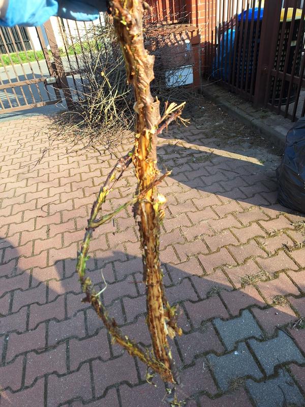 Revisione aperta modale 2 su 4