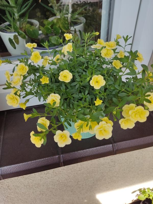 Otwórz okno opinii 1 na stronie 1