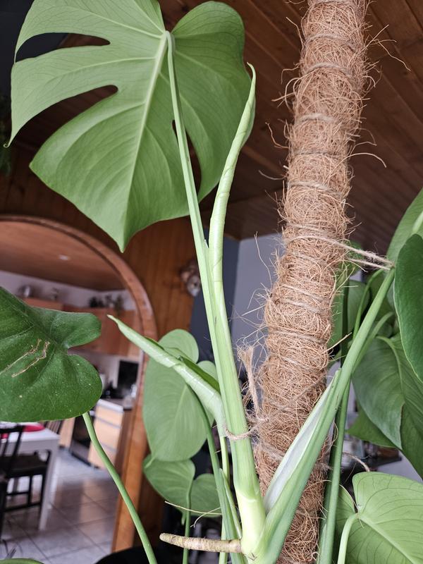 Otwórz okno opinii 1 na stronie 1