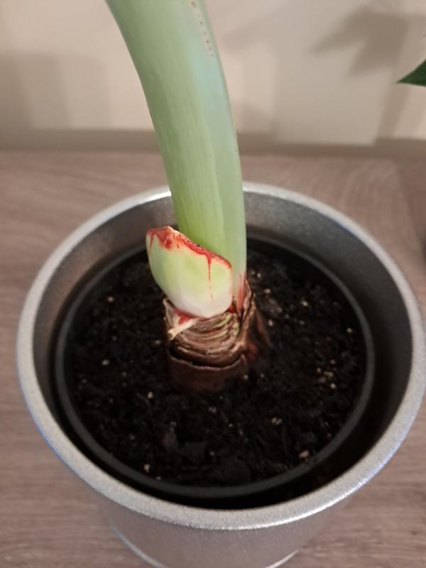 Otwórz okno opinii 1 na stronie 1