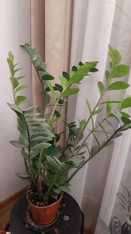 Otwórz okno opinii 1 na stronie 1