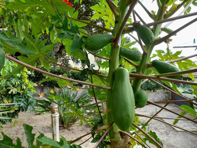 Abra o modal de avaliação 1 de 1