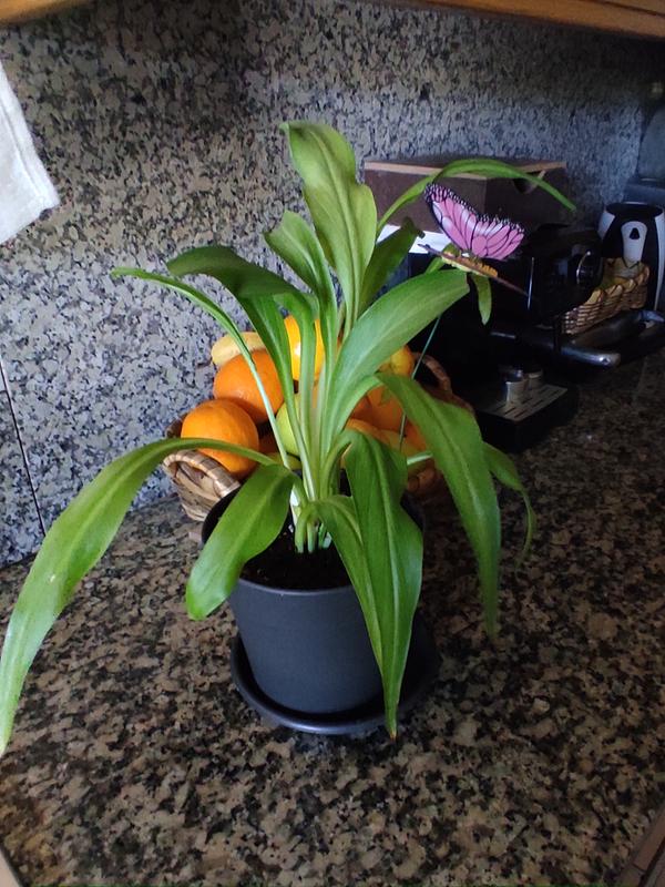 Abra o modal de avaliação 1 de 1