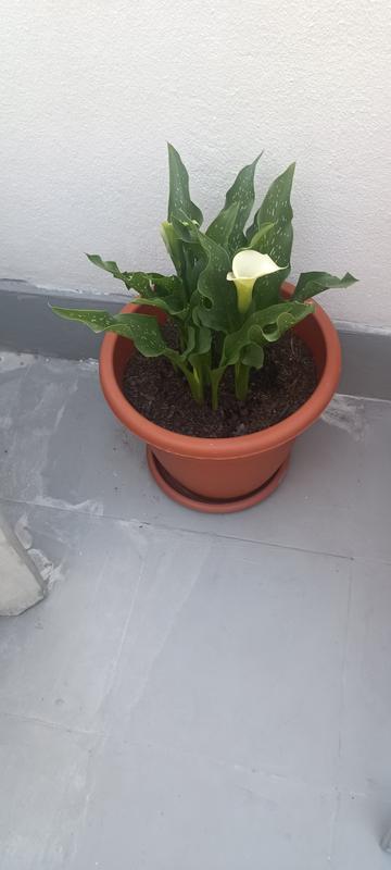 Abra o modal de avaliação 1 de 1