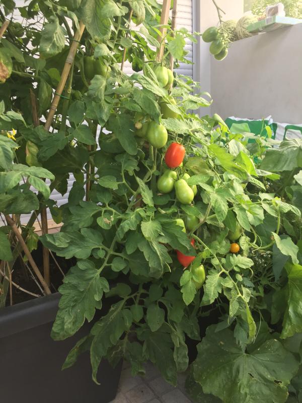 Abra o modal de avaliação 3 de 3