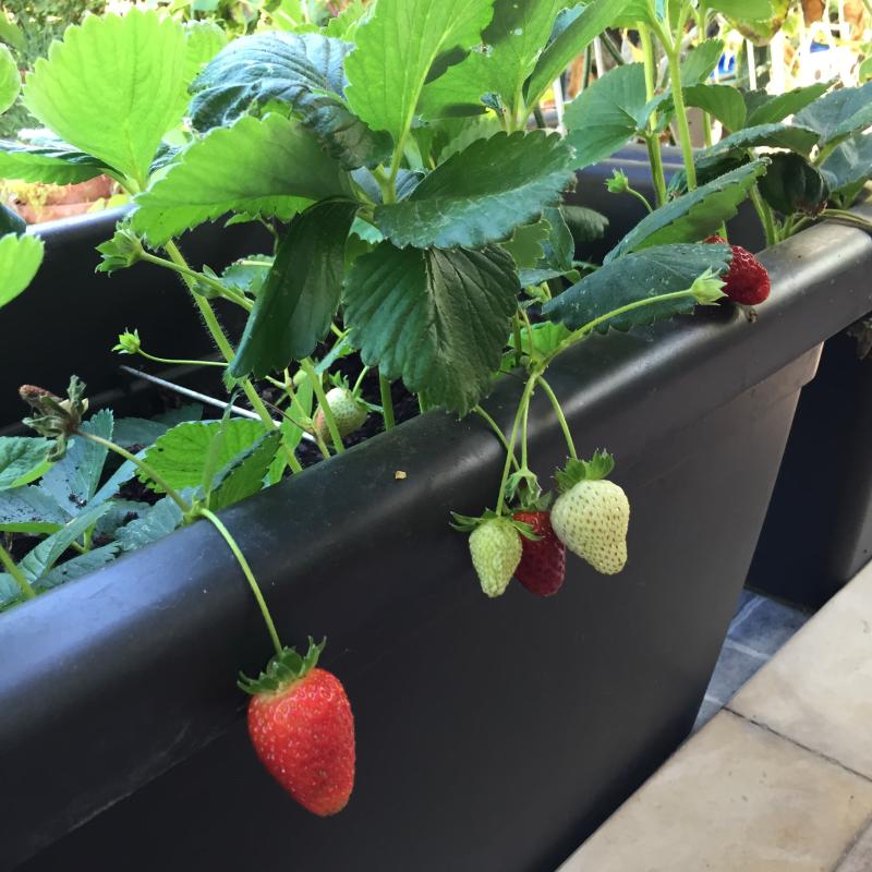 Abra o modal de avaliação 2 de 3