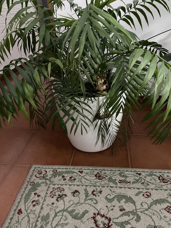 Abrir modal de revisión 1 de 1