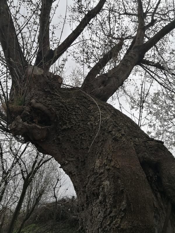 Revisione aperta modale 2 su 3