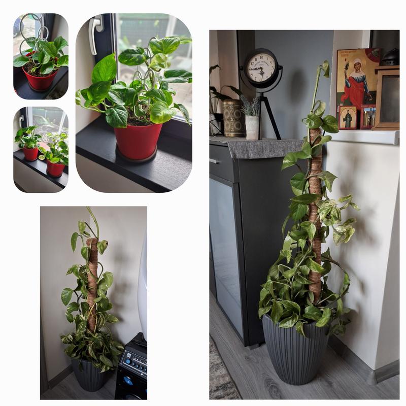 Ouvrir la fenêtre modale de l'avis 1 sur 2