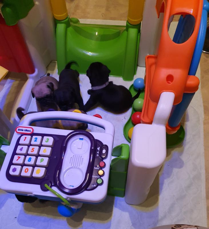 Little tikes multi language activity garden clearance