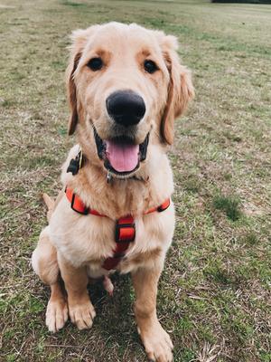 aqueon mini bow 5 replacement hood