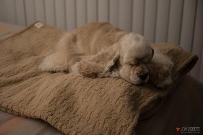 ll bean rugged quilted dog blanket