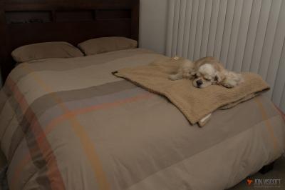 ll bean rugged quilted dog blanket