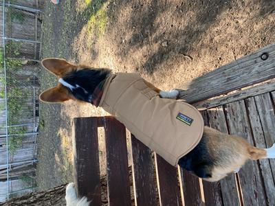 ll bean dog winter coat