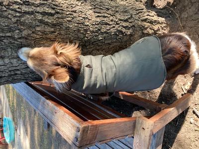 ll bean dog winter coat