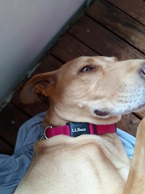 ll bean dog collar