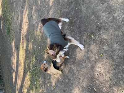 ll bean dog winter coat