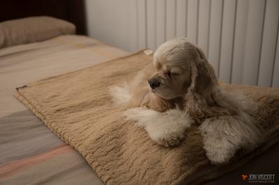 ll bean rugged quilted dog blanket