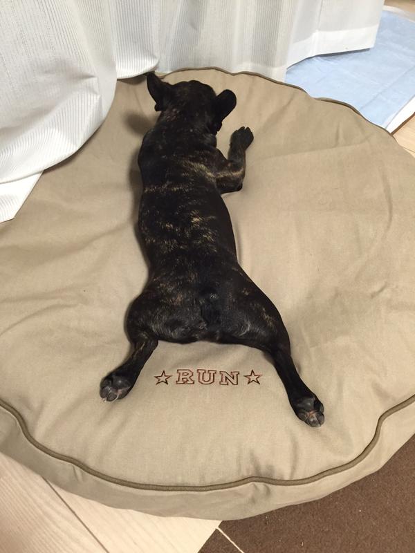 可聴 はっきりしない 王室 Llbean 犬 用 ベッド Ribbon Roum Jp