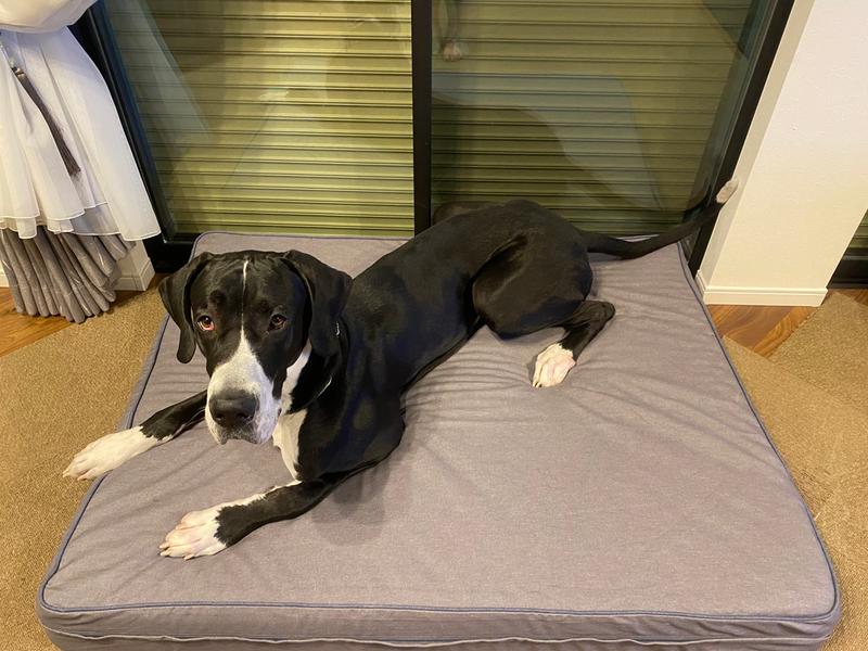 セラピューティック・ドッグ・ベッド・セット、デニム 通販｜L.L.Bean