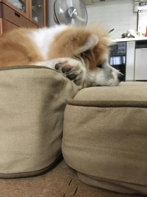 一番の贈り物 取寄 エルエルビーン セラピュティック ドッグ ベッド カウチ デニム スモール L.L.Bean Therapeutic Dog Bed Couch Denim Small