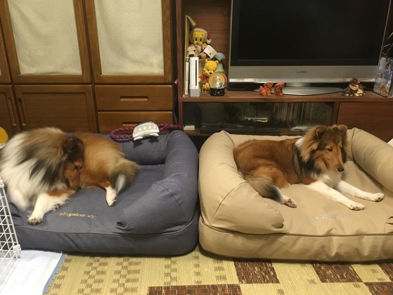 プレミアム・ドッグ・ベッド・交換用カバー、デニム カウチ用 通販