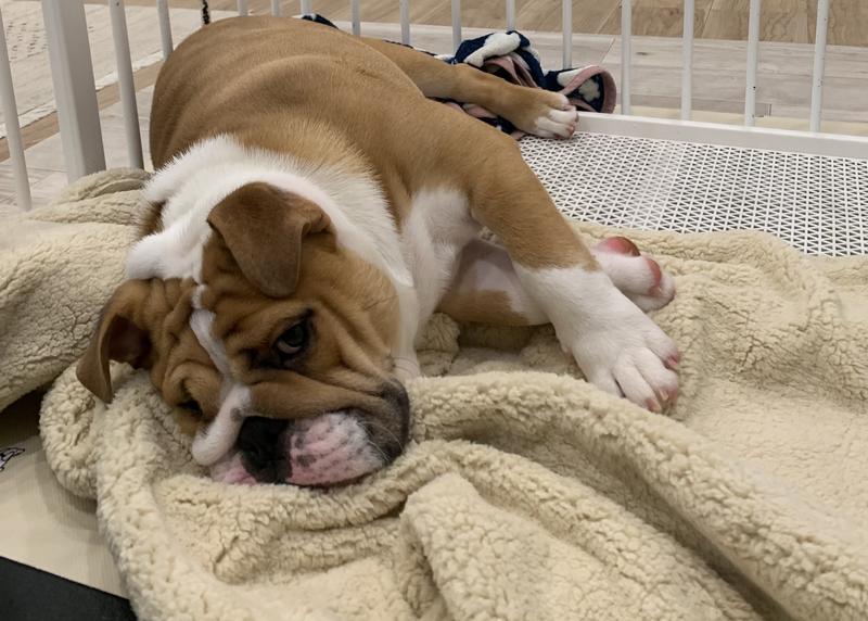 フリース・ドッグ・ブランケット 通販｜L.L.Bean公式オンラインストア