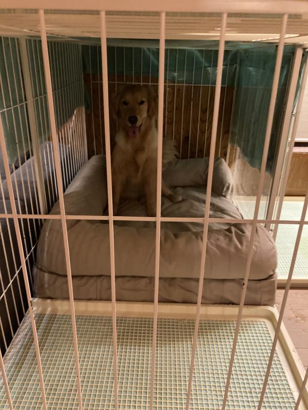 セラピューティック・ドッグ・カウチ 通販｜L.L.Bean公式オンラインストア