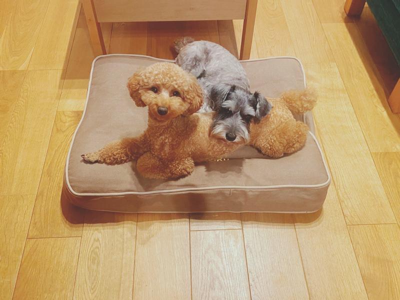 LL BEAN ドッグベッド　長方形　エルエルビーン　デニム　犬　クッション プレミアム・デニム・ドッグ・ベッド、長方形 ラージ（ペット用