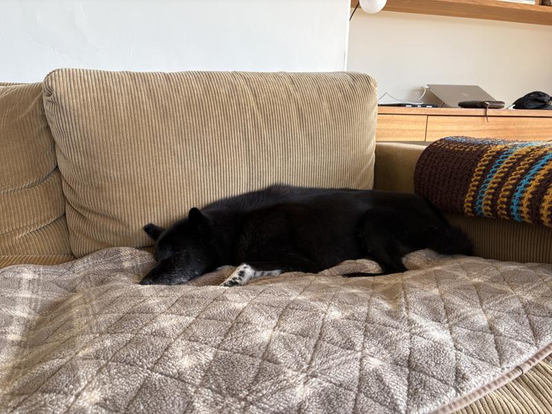 ラギッド・キルト・ドッグ・ブランケット 通販｜L.L.Bean公式