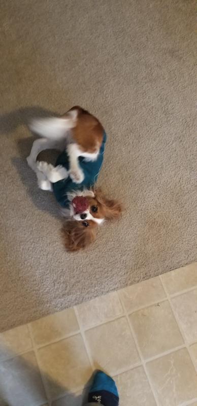 Photo submitted with review of product