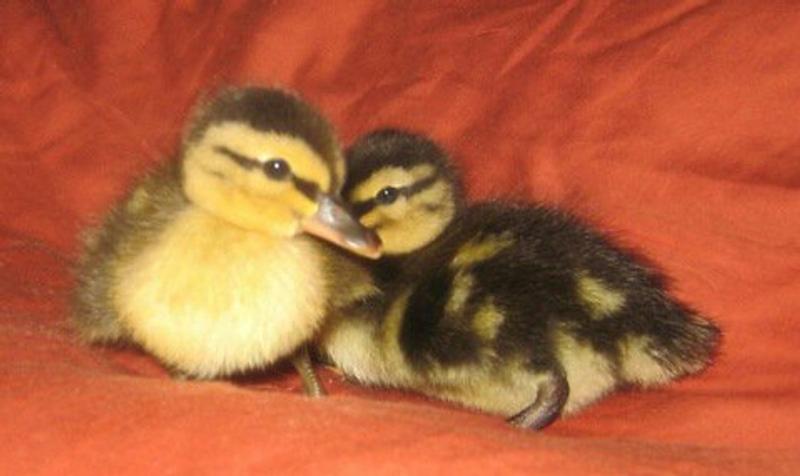 Molly and Spaz - 2010