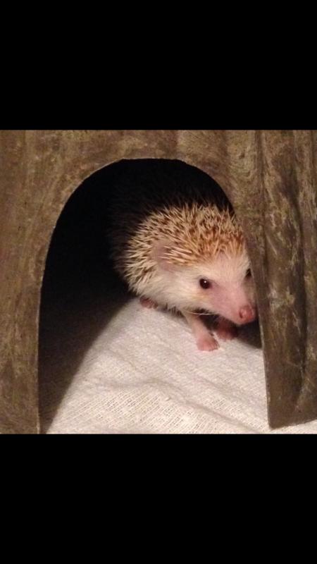 Vivian, my hedgie.