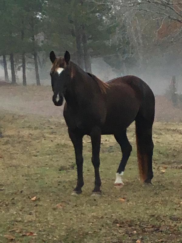 MuddPuppy has used ointment and hoof dressing and is a very satisfied customer!