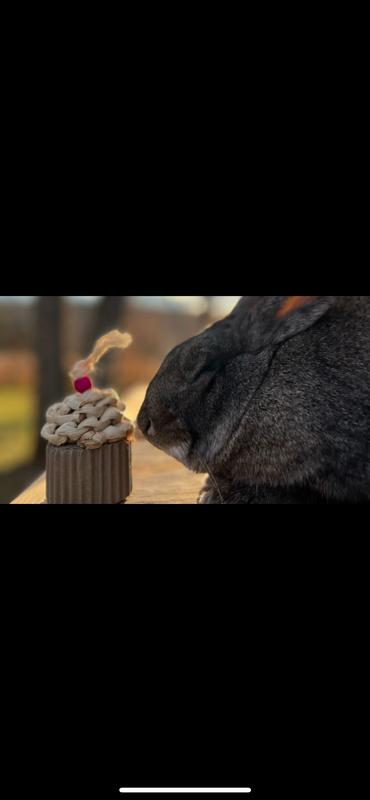 Blackberry Enjoys His Cupcake