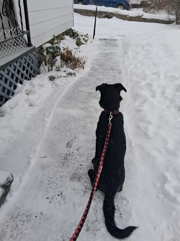 Walking puppy in winter