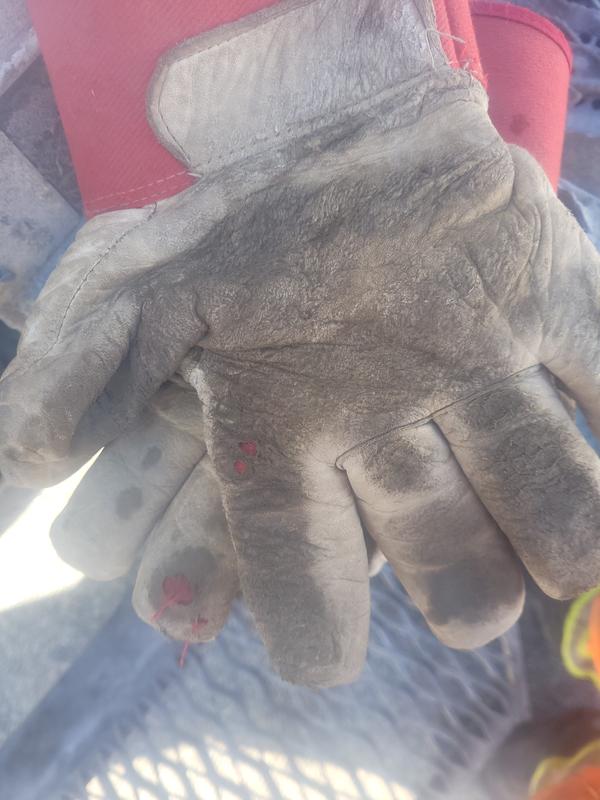 A month old and full of holes