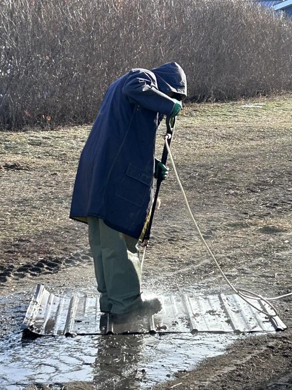 Pressure wash of bones in prep for taxidermy