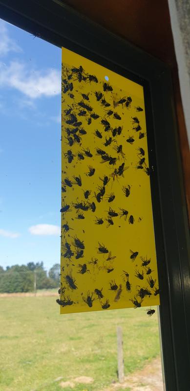 Yellow Sticky Fly Traps • GrabOne NZ