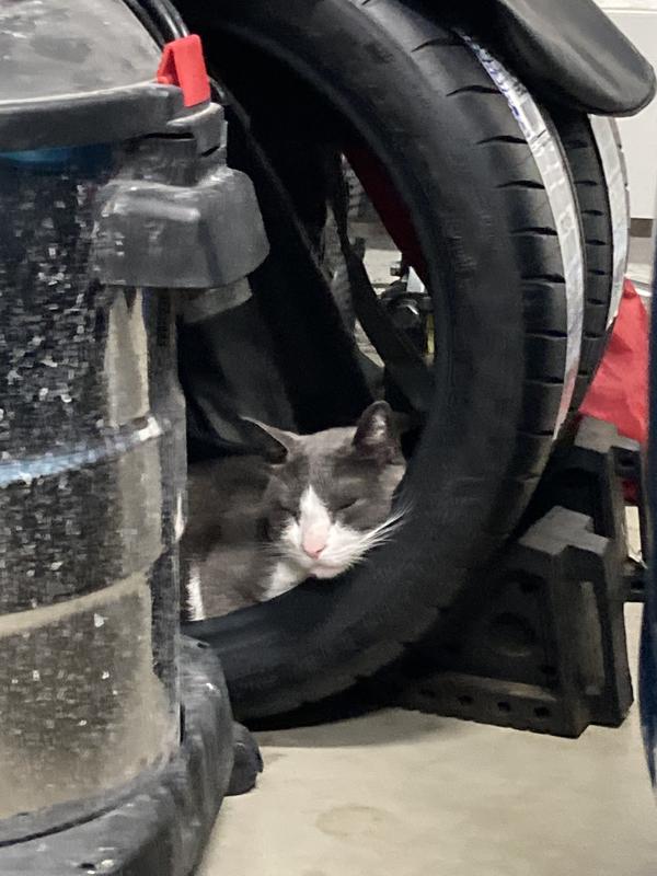 Smokey is comfortable in Sport Cup2 240 connects