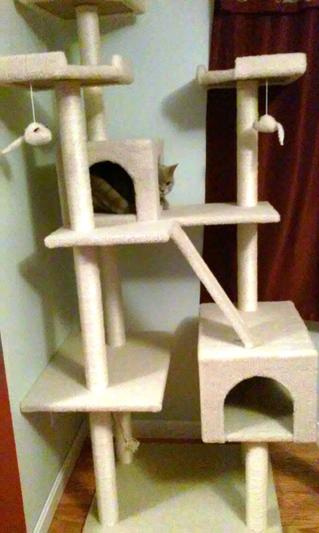 Frisco 72-Inch Cat Tree, Large, Cream - Chewy.com