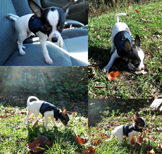 Living World Small Animal Harness & Lead, Small