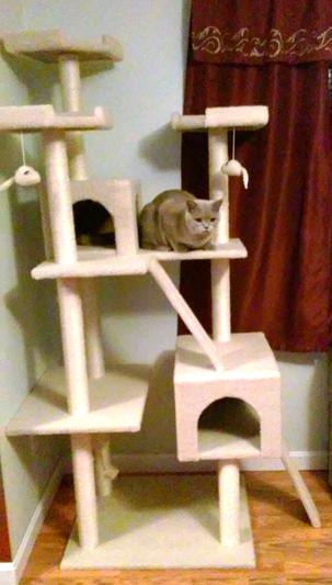 Frisco 72-Inch Cat Tree, Large, Cream - Chewy.com