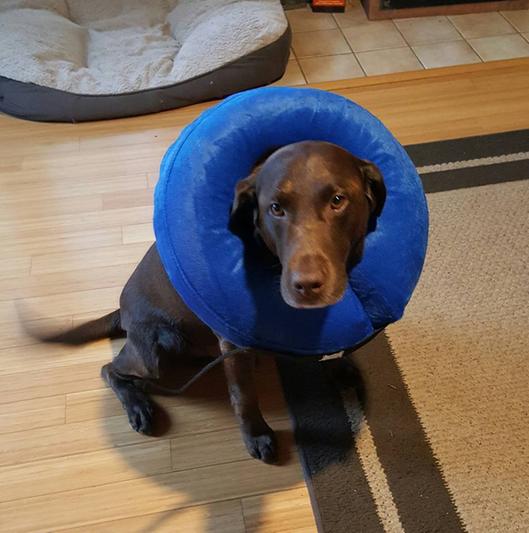 kong donut collar