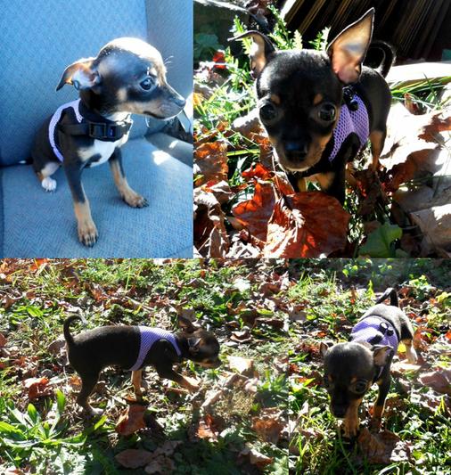 Living World Small Animal Harness & Lead, Small