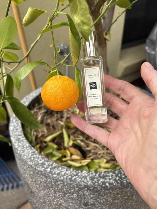 Jo Malone London Orange Marmalade Cologne | MYER