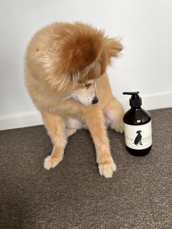 Aesop dog outlet shampoo review