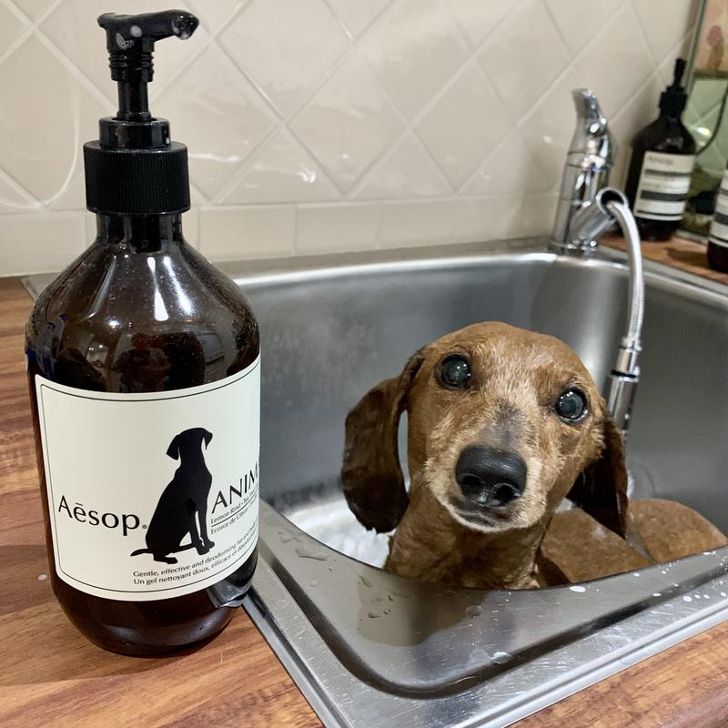 Aesop 2024 dog shampoo